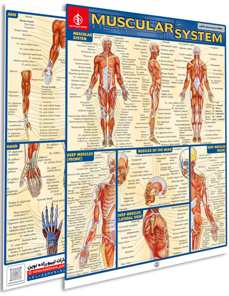پوستر مطالعه سریع سیستم عضلانی - پوستر